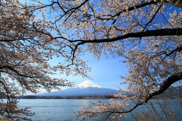 Hoa anh đào và núi Phú Sĩ là 2 biểu tượng nổi tiếng của Nhật Bản 