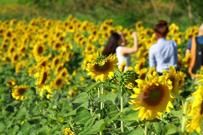 Cánh đồng hoa hướng dương ở Lâm Đồng  