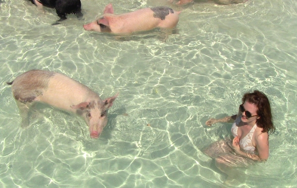 Kỳ nghỉ được bơi lội với lợn