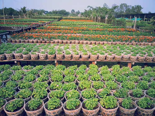 l&agrave;ng hoa sa đ&eacute;c