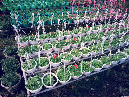 l&agrave;ng hoa Sa Đ&eacute;c