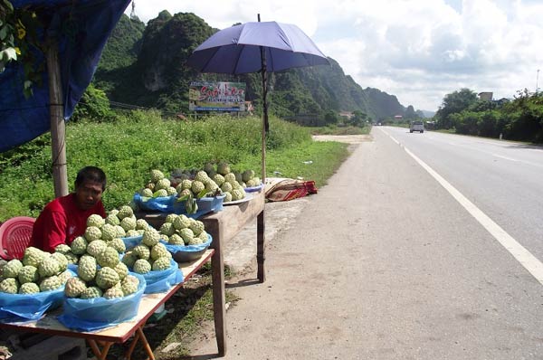 M&ugrave;a na, dọc đường l&ecirc;n Lạng Sơn