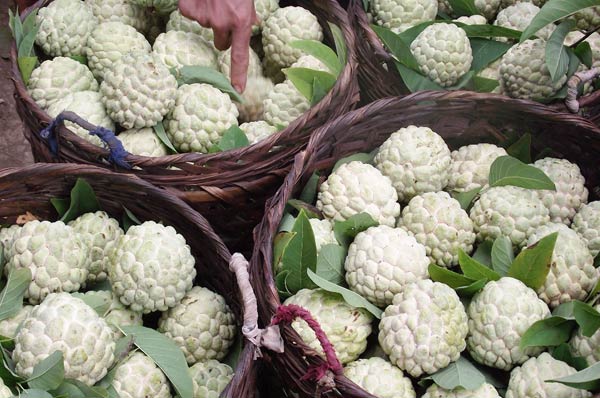  Những sọt na hấp dẫn