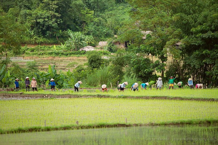Những người nông dân trên ruộng lúa