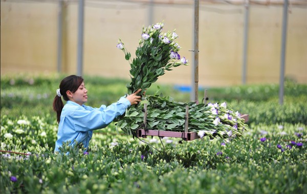 n&ocirc;ng trại hoa