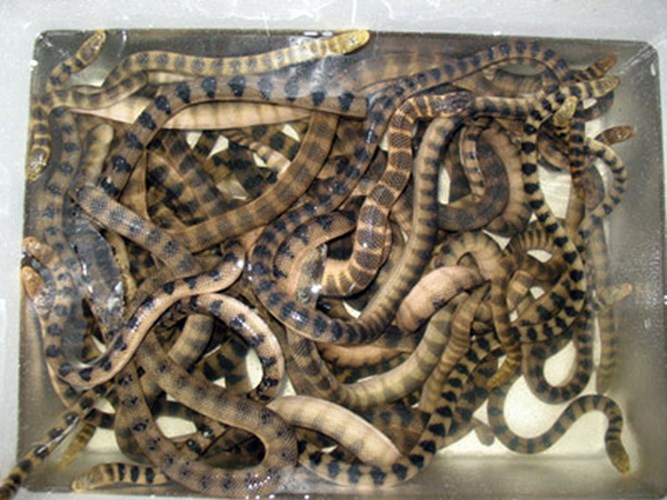 Đẻn biển (rắn biển)