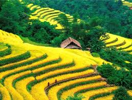 sapa