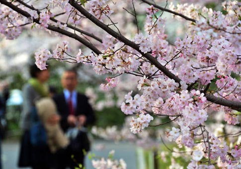 Ng&agrave;y anh đ&agrave;o khoe sắc rực rỡ nhất ở Tokyo