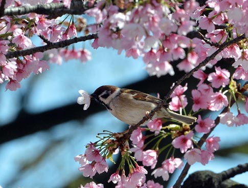 Ng&agrave;y anh đ&agrave;o khoe sắc rực rỡ nhất ở Tokyo