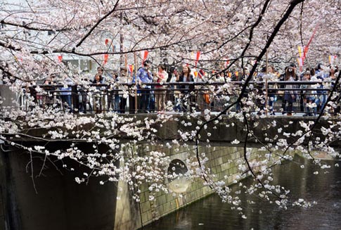 Ng&agrave;y anh đ&agrave;o khoe sắc rực rỡ nhất ở Tokyo