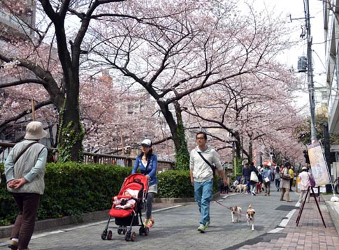 Ng&agrave;y anh đ&agrave;o khoe sắc rực rỡ nhất ở Tokyo