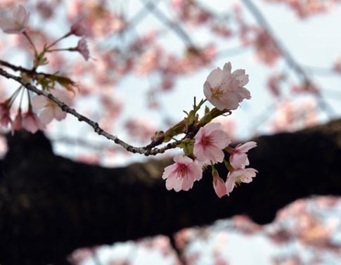 Ng&agrave;y anh đ&agrave;o khoe sắc rực rỡ nhất ở Tokyo
