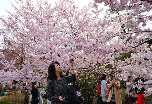 Ng&agrave;y anh đ&agrave;o khoe sắc rực rỡ nhất ở Tokyo