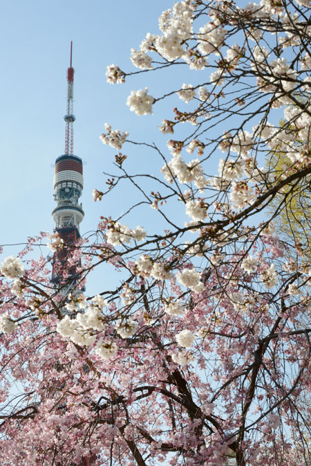 Ng&agrave;y anh đ&agrave;o khoe sắc rực rỡ nhất ở Tokyo