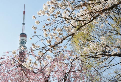 Ng&agrave;y anh đ&agrave;o khoe sắc rực rỡ nhất ở Tokyo