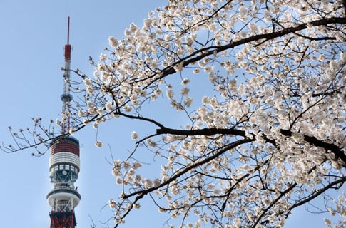 Ng&agrave;y anh đ&agrave;o khoe sắc rực rỡ nhất ở Tokyo