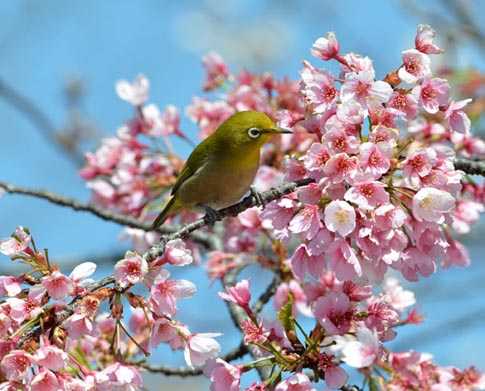 Ng&agrave;y anh đ&agrave;o khoe sắc rực rỡ nhất ở Tokyo