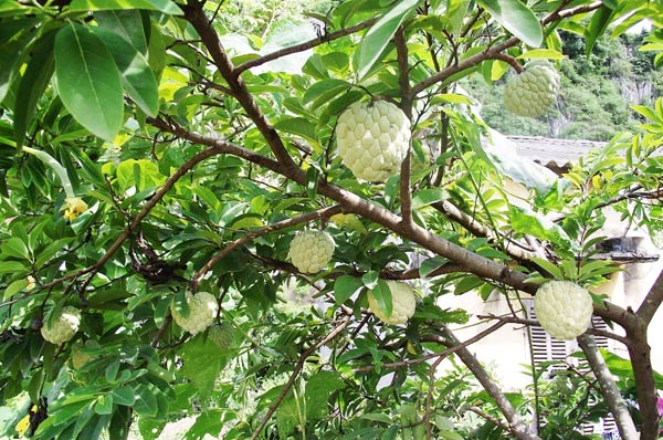 H&igrave;nh ảnh c&acirc;y tr&aacute;i xứ Lạng