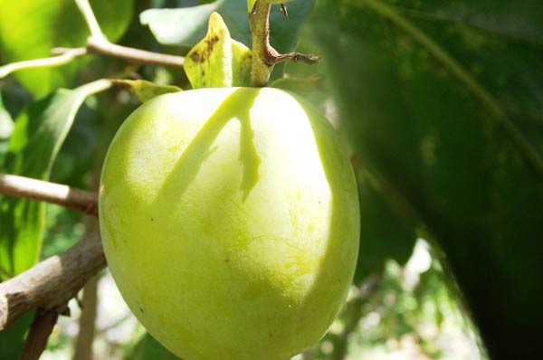 Tr&aacute;i hồng Nh&acirc;n Hậu c&ograve;n xanh tr&ecirc;n c&acirc;y