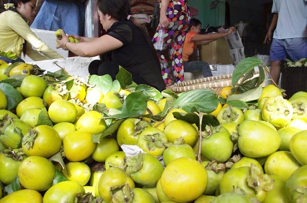 thu mua tr&aacute;i hồng Nh&acirc;n Hậu