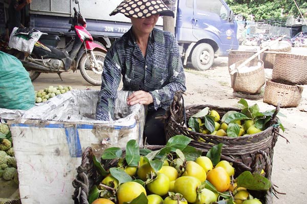 Phụ nữ người N&ugrave;ng thu mua tr&aacute;i hồng