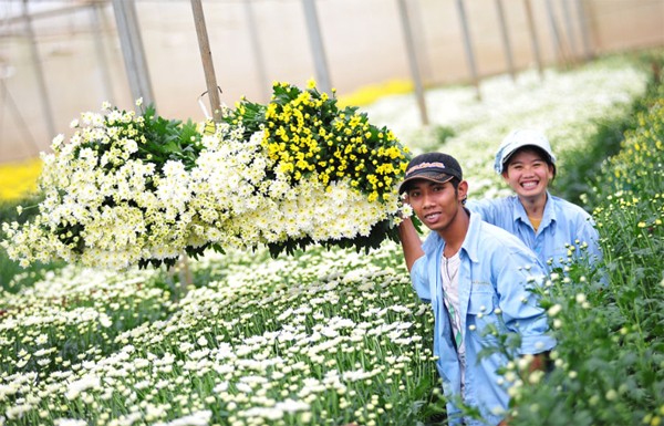 vườn c&uacute;c trắng