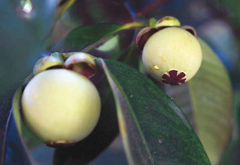 Vườn treo lưng n&uacute;i ở đ&egrave;o S&ocirc;ng Pha