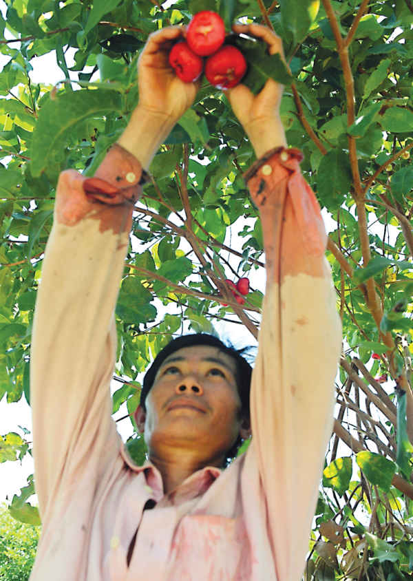 Vườn treo lưng n&uacute;i ở đ&egrave;o S&ocirc;ng Pha