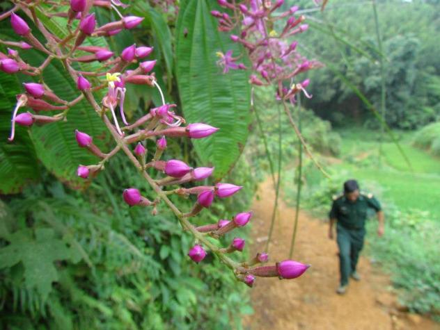 Xuân về những nẻo đường vùng cao