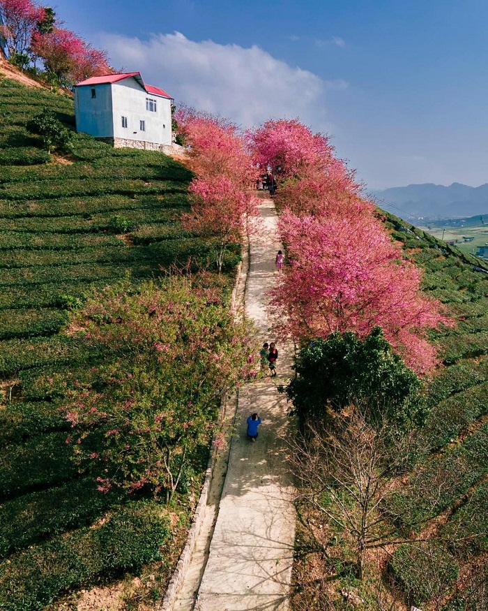 Đà Lạt là điểm ngắm mùa mai anh đào ở Việt Nam đẹp nhất