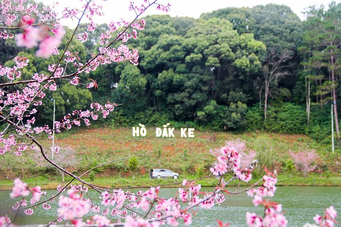 Hồ Đak Ke lung linh hơn khi có sắc hồng của mùa mai anh đào ở Việt Nam
