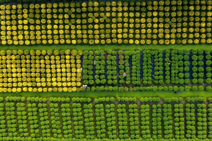 Làng hoa miền Tây đẹp Mỹ Phong chụp từ trên cao