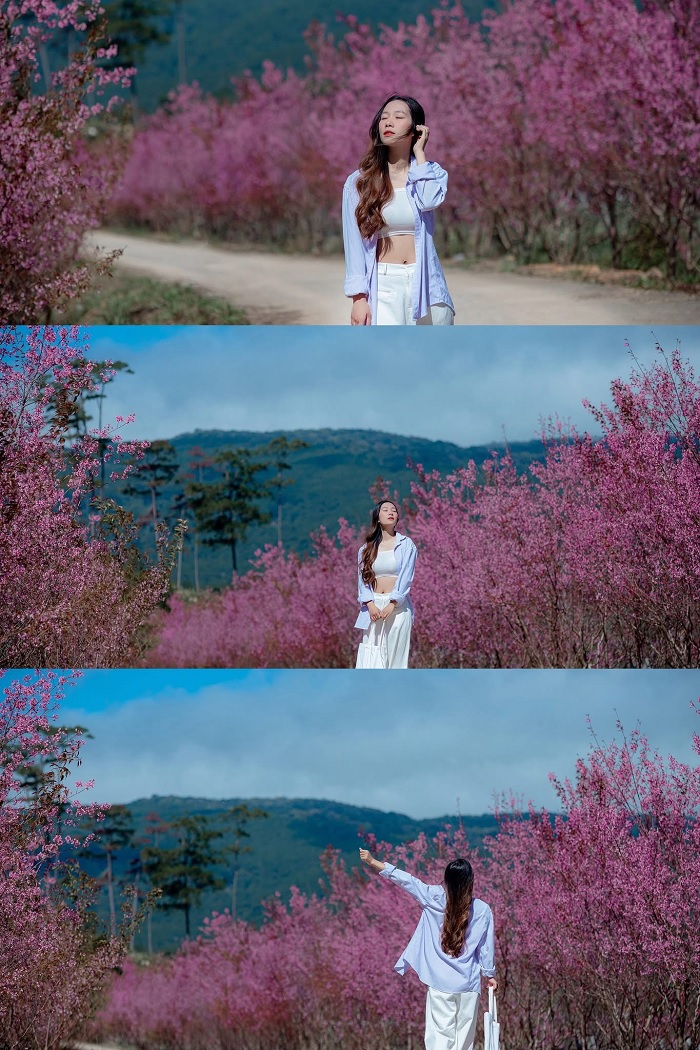 Lễ hội hoa mai anh đào Đà Lạt diễn ra từ ngày 15/1 – 15/2/2026