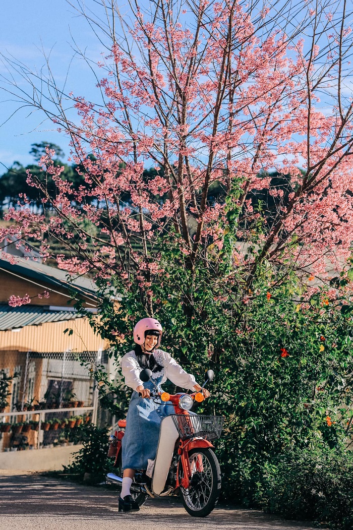 Bạn có thể tới tham gia Lễ hội hoa mai anh đào Đà Lạt bằng bất kỳ phương tiện nào