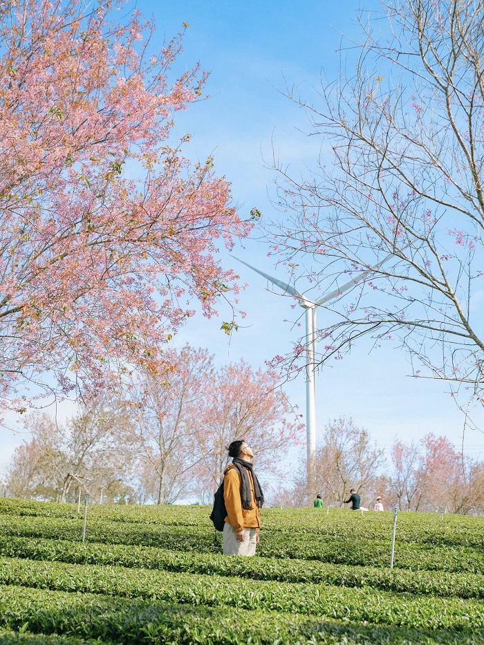 Đồi chè Cầu Đất đẹp mơ màng trong Lễ hội hoa mai anh đào Đà Lạt