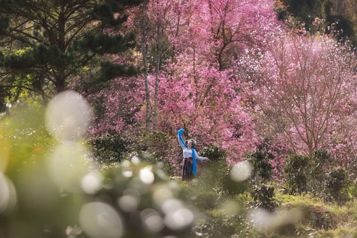Lên Mộng Đào Nguyên Đà Lạt ngắm mùa mai anh đào
