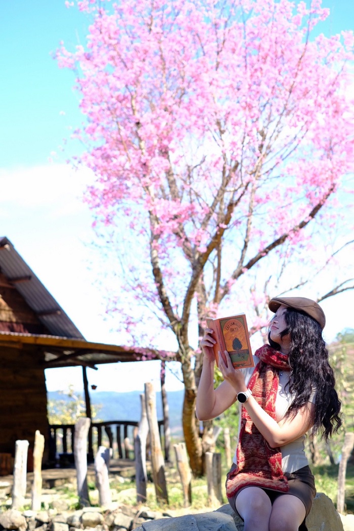 Hoa mai anh đào nở rực trời Mộng Đào Nguyên Đà Lạt