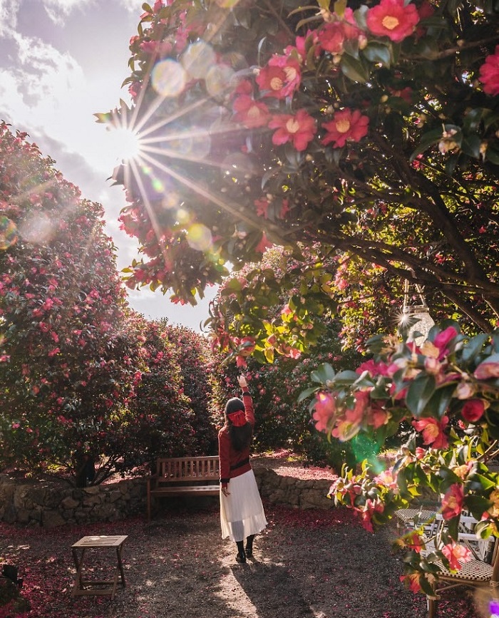 Mùa xuân Hàn Quốc nên đi đâu, hoa trà nở trên đảo Jeju