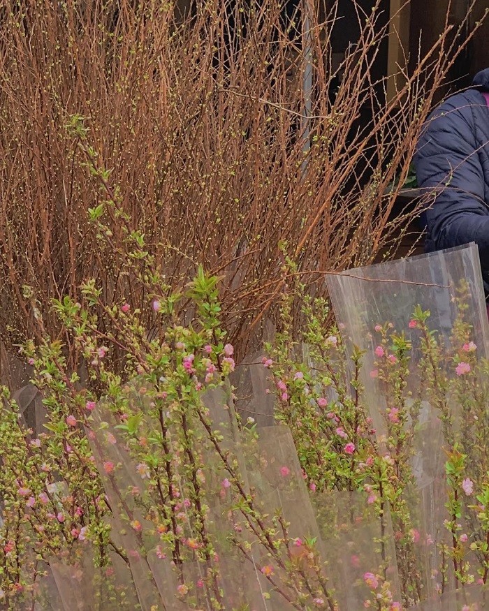 Chợ hoa Mê Linh là chợ hoa đẹp tại Hà Nội mang đến trải nghiệm đáng nhớ cho du khách