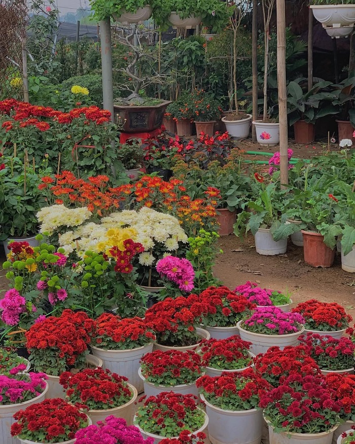 Chợ hoa Mê Linh là chợ hoa đẹp tại Hà Nội cung cấp đa dạng các loại hoa sỉ, lẻ
