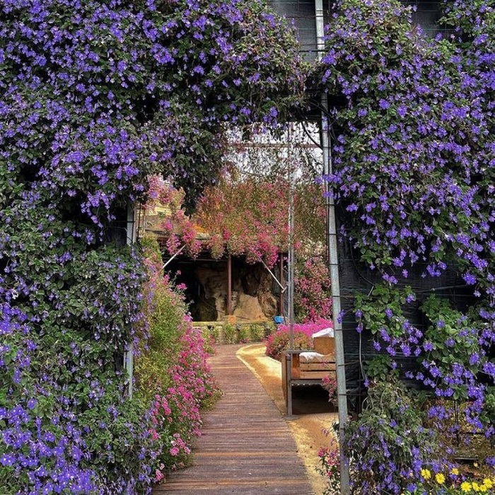 Công viên hoa Cameron Flora Malaysia tựa như xứ sở thần tiên