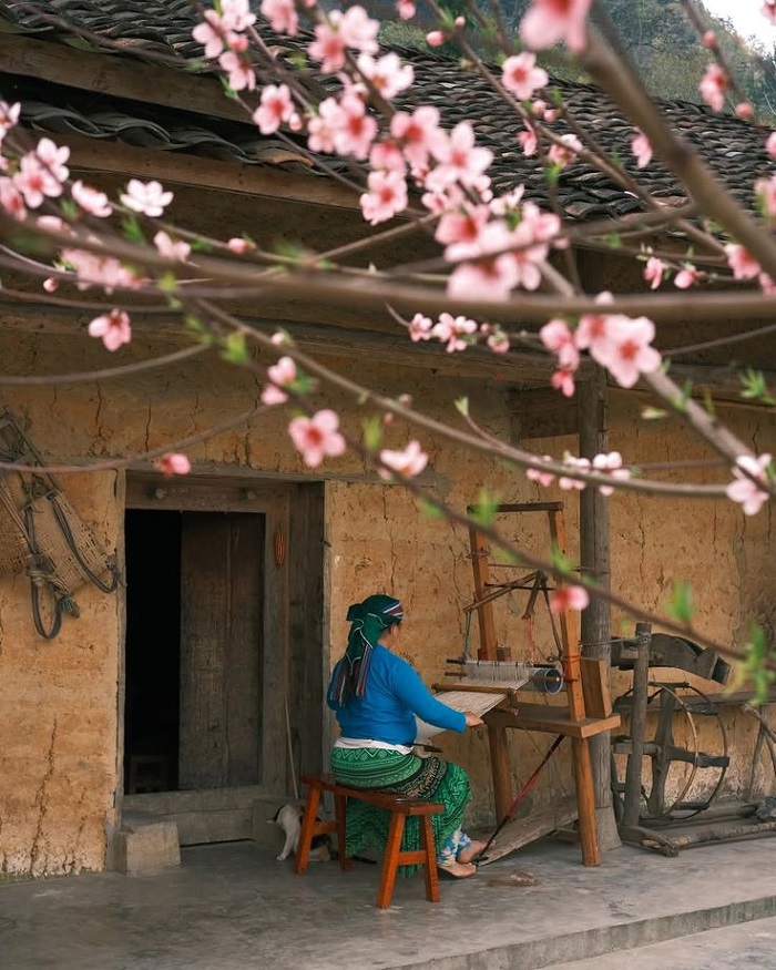 Lô Lô Chải là địa điểm ngắm hoa đào Hà Giang hấp dẫn du khách