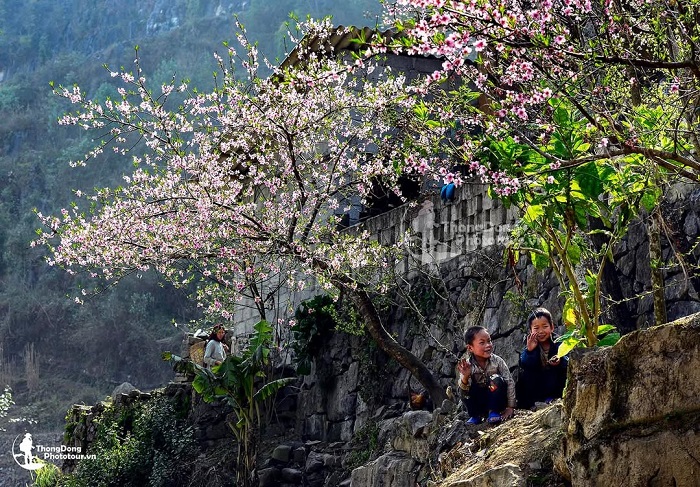 Lao Xa là địa điểm ngắm hoa đào Hà Giang cực đẹp