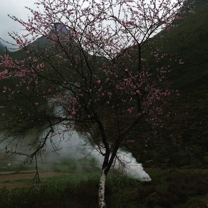 Phố Cáo là địa điểm ngắm hoa đào Hà Giang cực kỳ lãng mạn