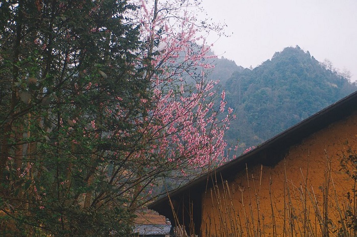 Phố Cáo là địa điểm ngắm hoa đào Hà Giang đẹp như cổ tích