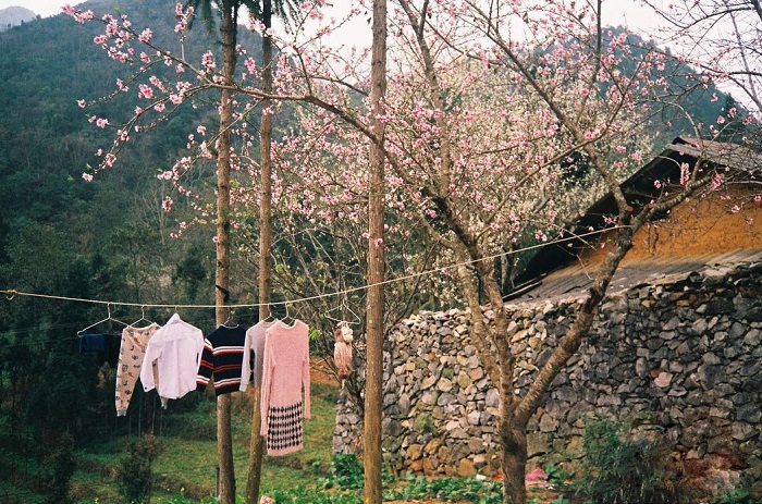 Phó Bảng là địa điểm ngắm hoa đào Hà Giang mà bạn nên dừng chân