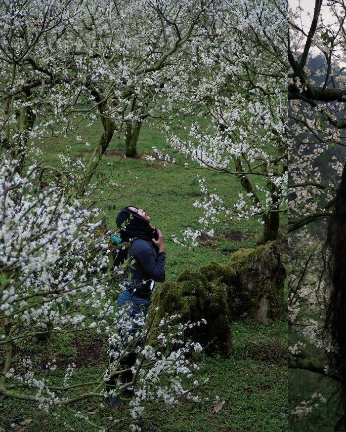 Thung lũng Mu Náu là điểm ngắm hoa mận Mộc Châu được yêu thích