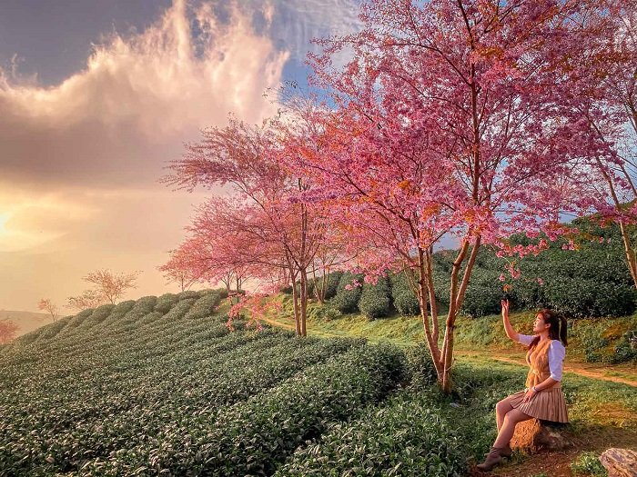 Mùa xuân cũng là thời điểm Đà Lạt có không khí trong lành, cảnh sắc tươi mới sau mùa mưa. Ảnh: Internet