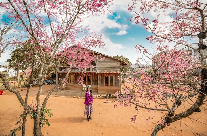 Đến Đà Lạt vào mùa xuân, du khách sẽ có cơ hội check-in dưới những tán hoa Mai Anh Đào nở rộ đẹp đến nao lòng. Ảnh: Internet