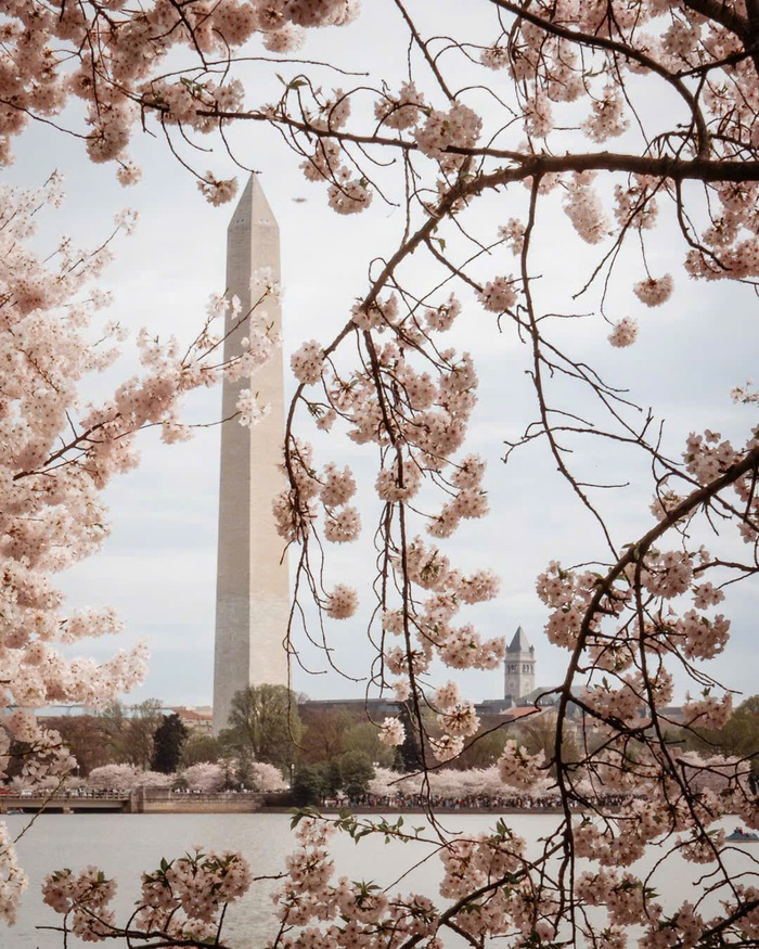Du lịch Mỹ mùa xuân - Tidal Basin - Washington D.C
